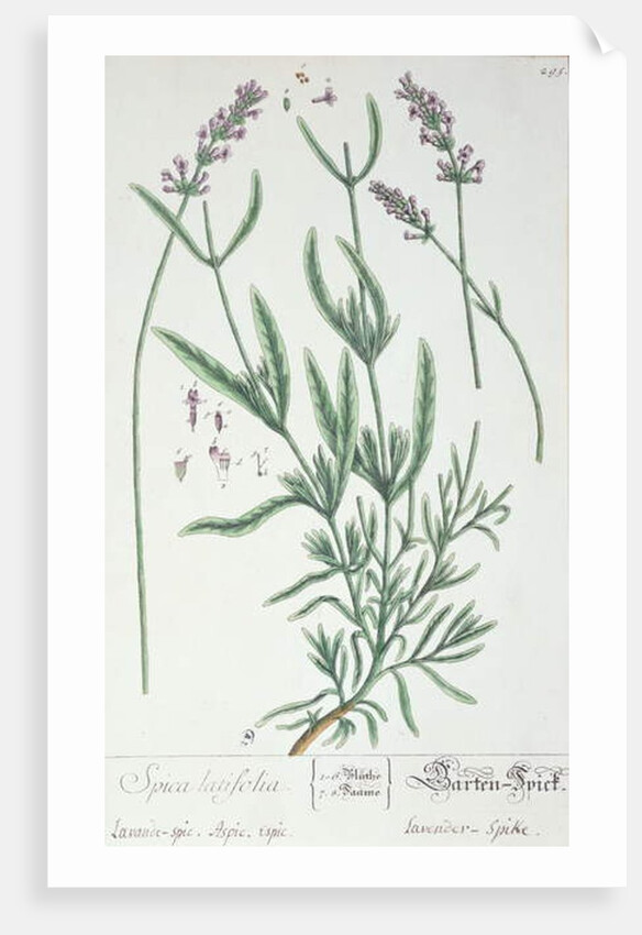Lavender Spike by Elizabeth Blackwell