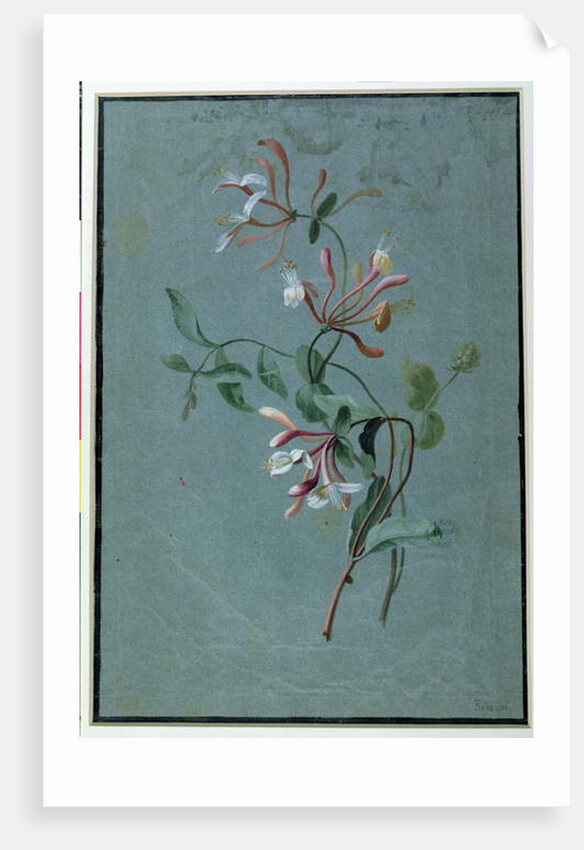 Honeysuckle by Pierre Joseph Redouté