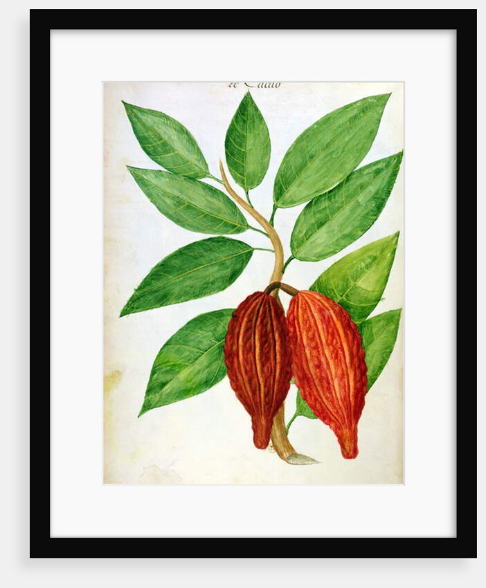 Cacao, c.1686 by Charles Plumier