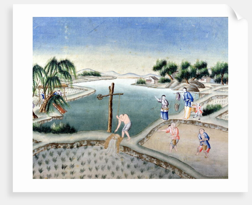 Rice Fields by School Chinese