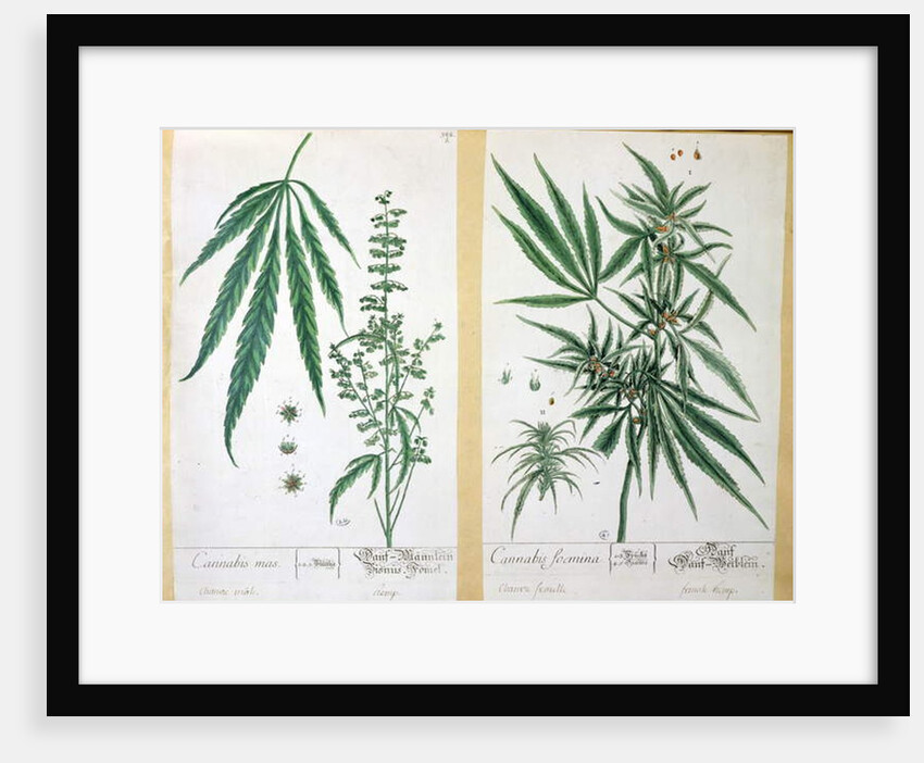 Cannabis mas and Cannabis foemina by Elizabeth Blackwell