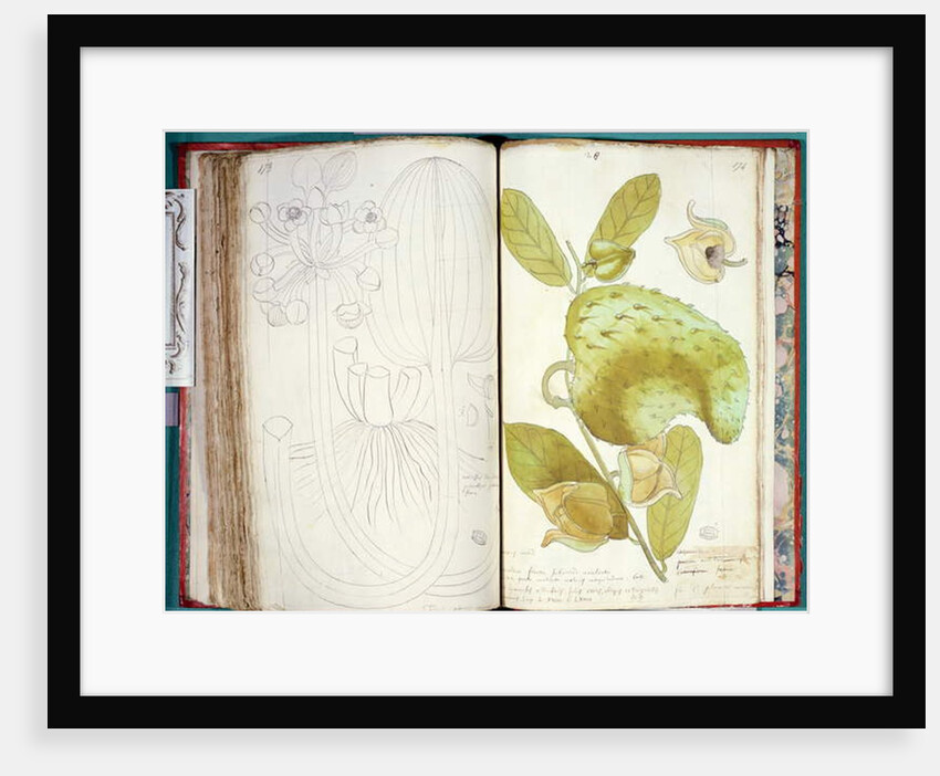 Ms 23 Cardamom by Charles Plumier