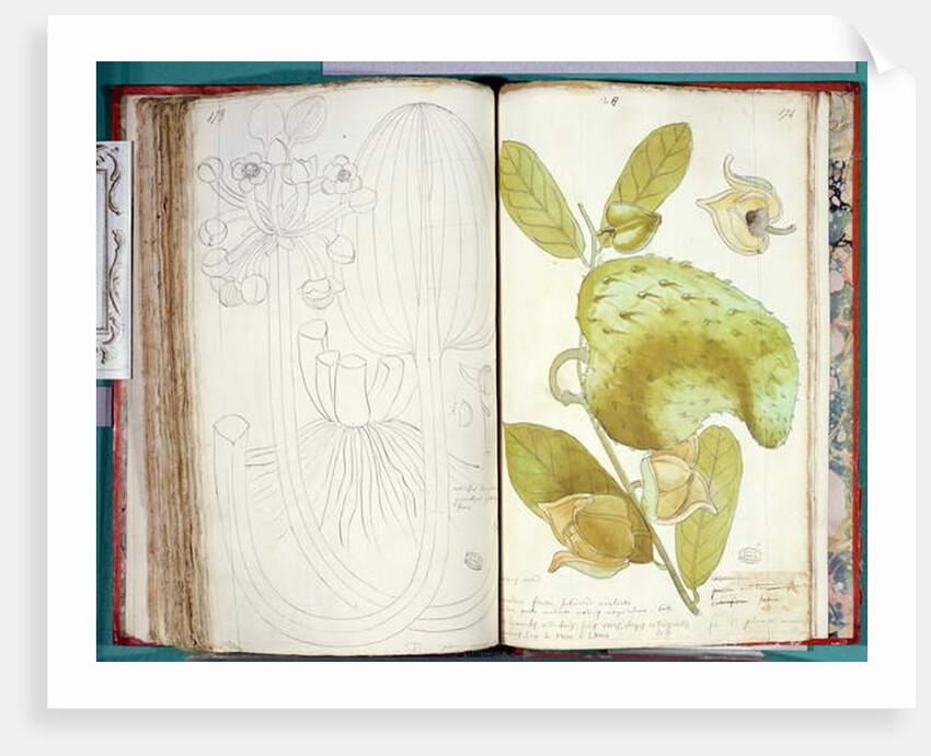 Ms 23 Cardamom by Charles Plumier