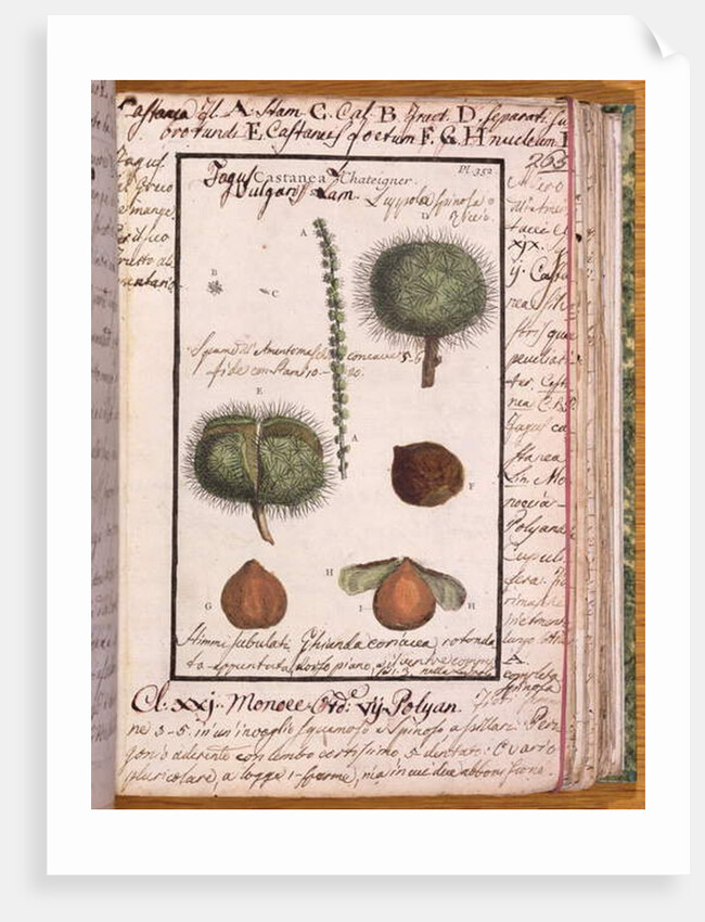 Ms 115 Chestnut by Italian School