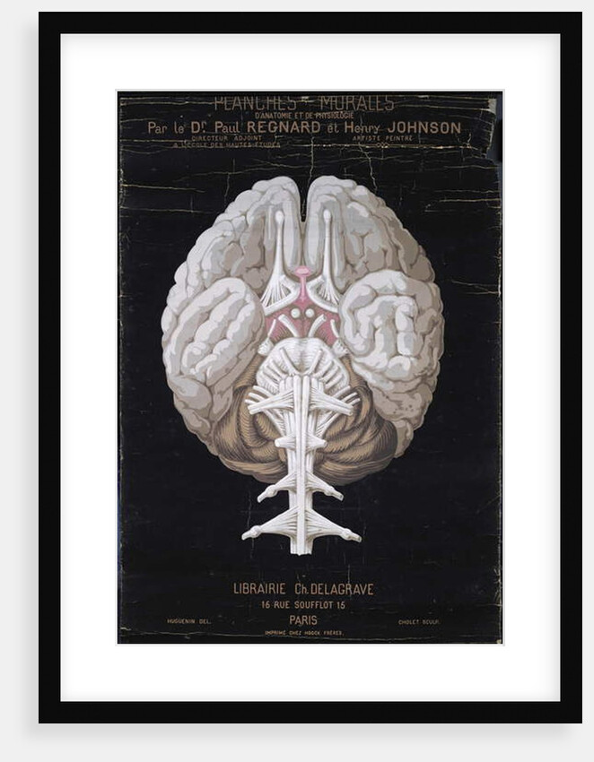 The Brain by French School
