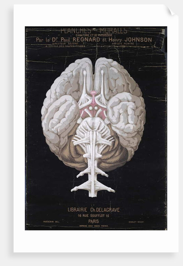 The Brain by French School