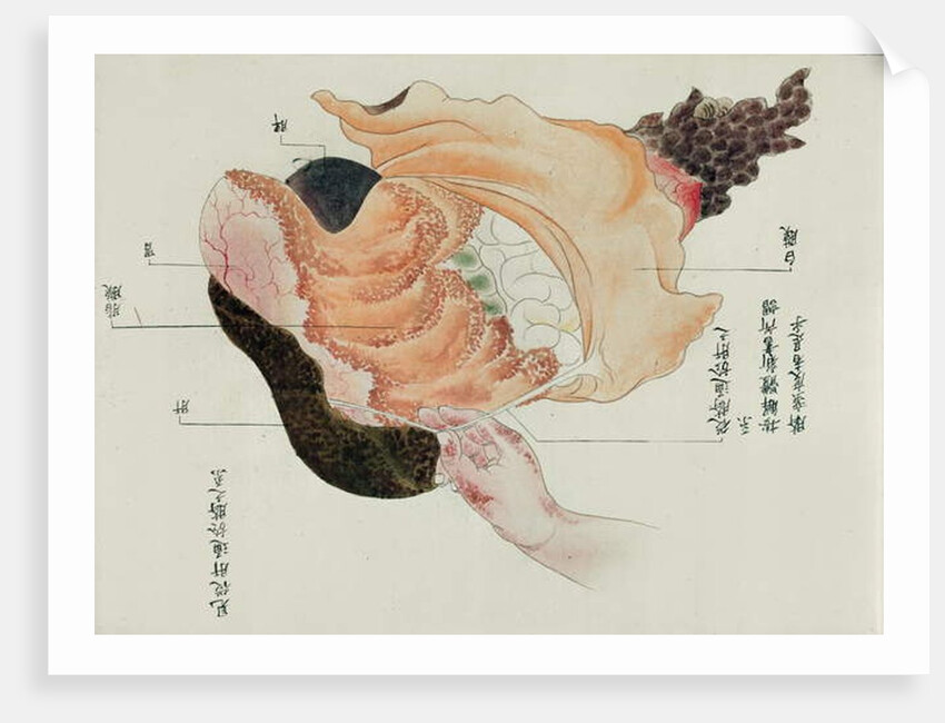 The stomach and intestines from the dissection of a torture victim of 1796 by Japanese School