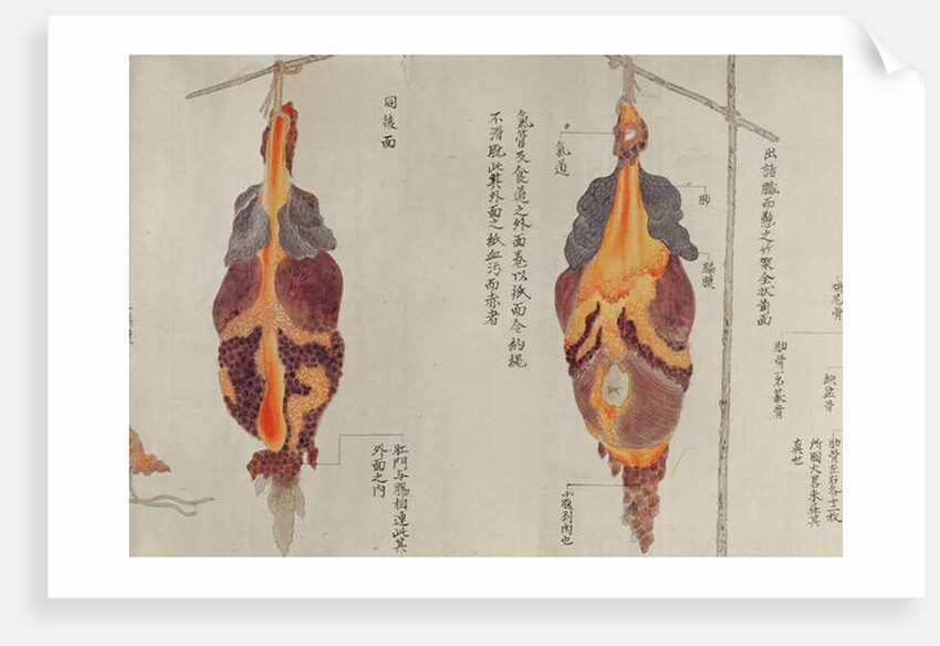 The lungs from the dissection of a torture victim of 1796 by Japanese School