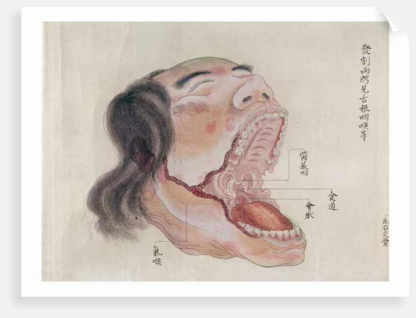 The anatomy of the mouth by Japanese School