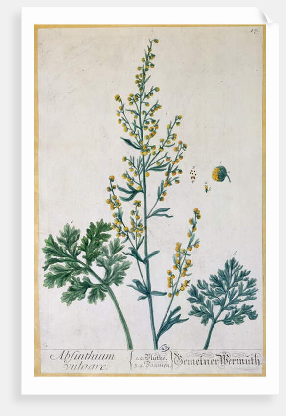 bsinth by Elizabeth Blackwell