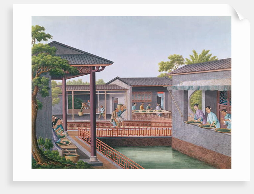 Grading Tea by School Chinese