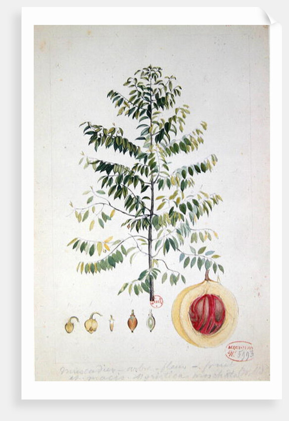 The Nutmeg Tree, Flower and Fruit by French School