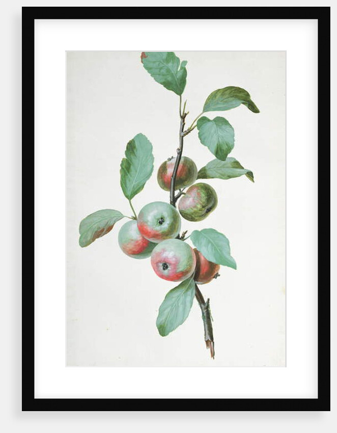 Apples by Pierre Joseph Redouté