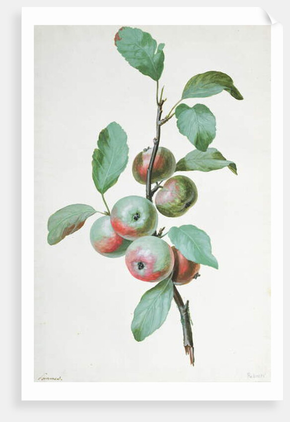 Apples by Pierre Joseph Redouté