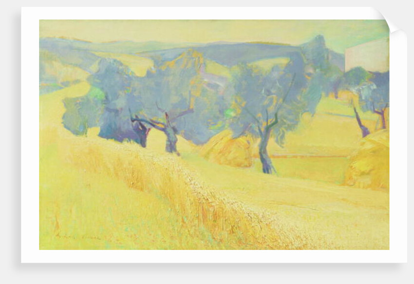 Olive Trees in Tuscany, 1966 by Antonio Ciccone