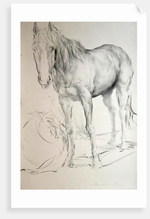 Horse at Coolmore, 1990 by Antonio Ciccone