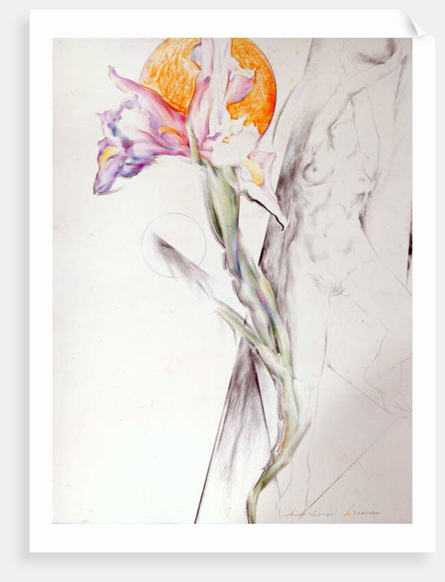 Iris - Composition II by Antonio Ciccone