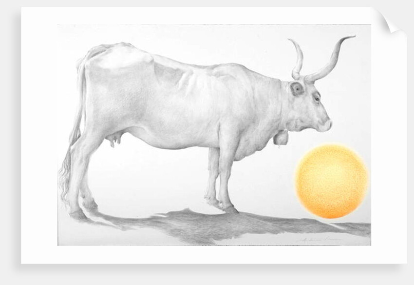 Mucca in Maremma by Antonio Ciccone