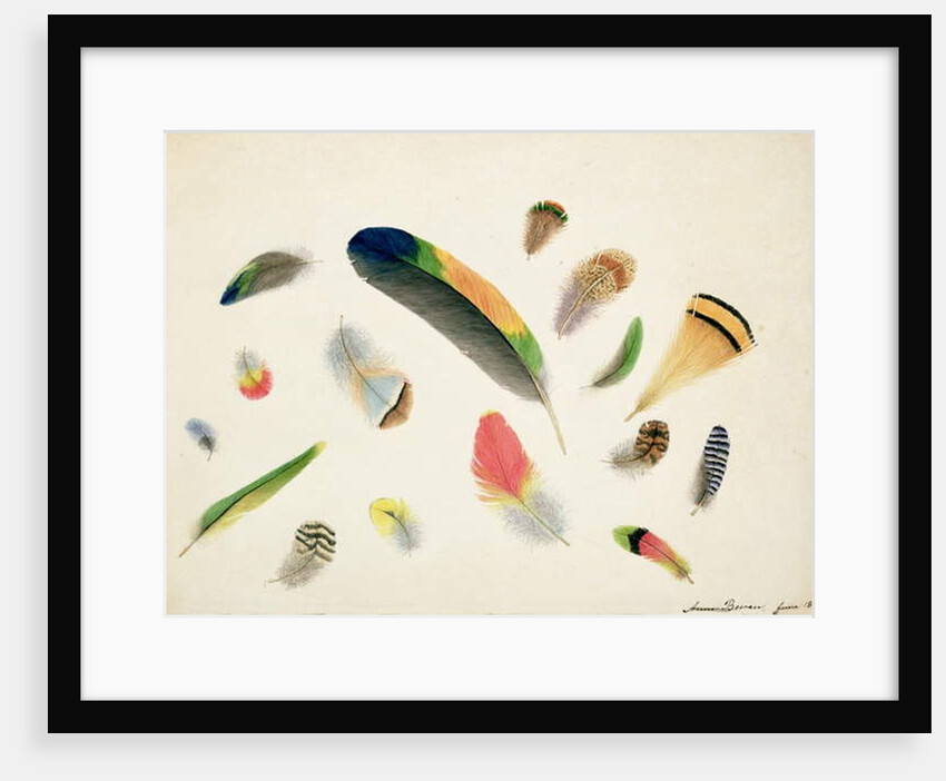 Studies of Feathers, 1855 by Anne Bowen