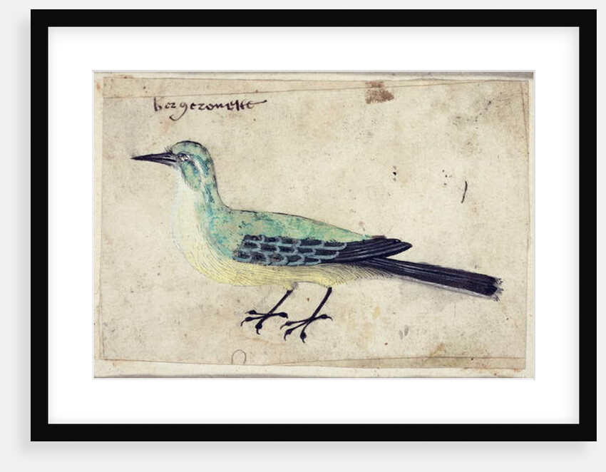 Study of a Bird, c.1620 by French School