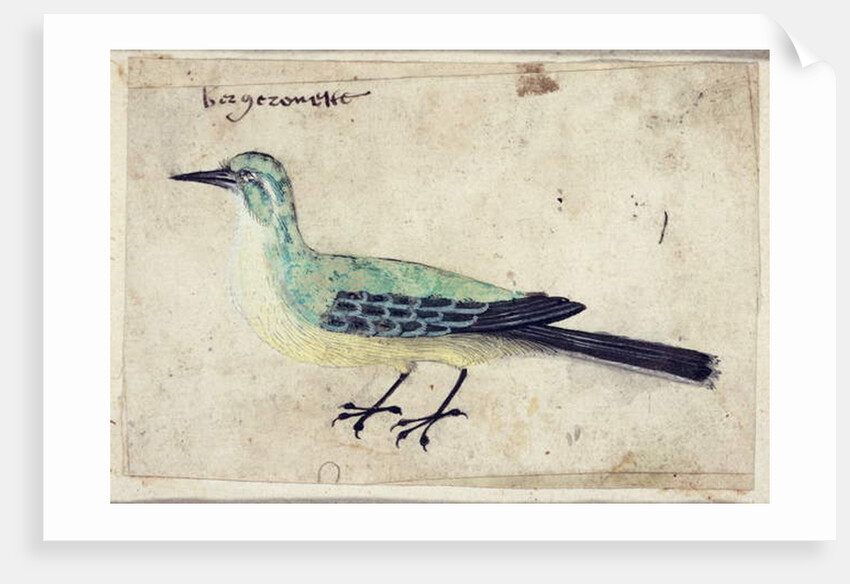 Study of a Bird, c.1620 by French School