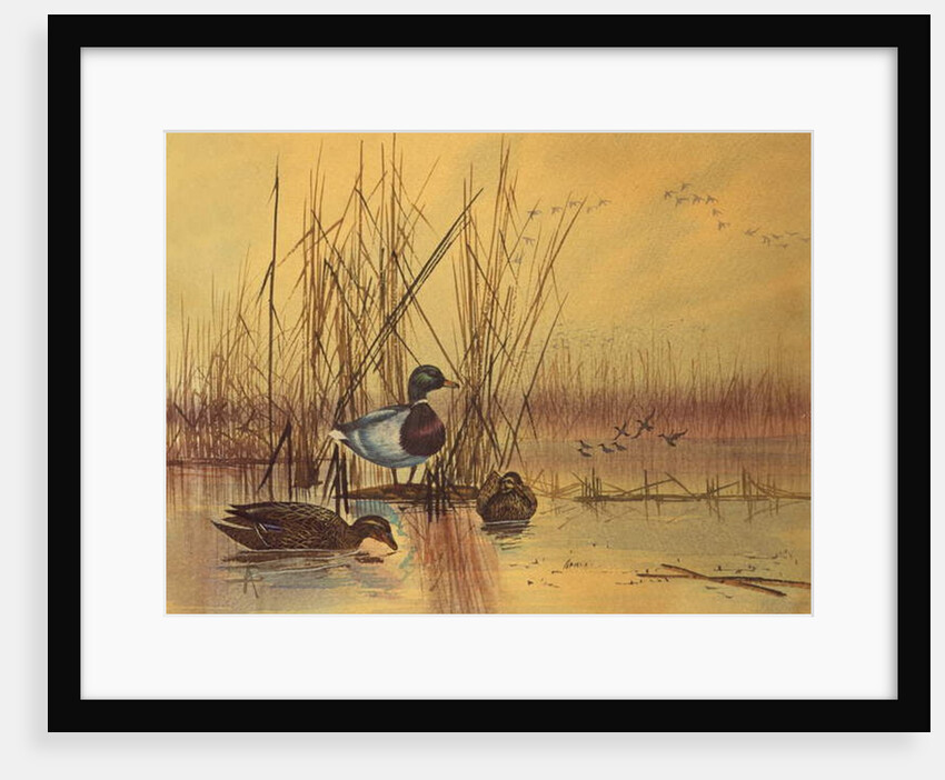 Mallard Ducks in a Lake, c.1890 by English School