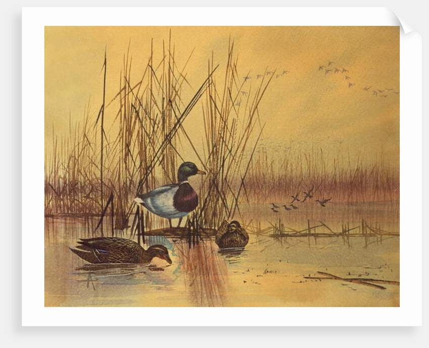 Mallard Ducks in a Lake, c.1890 by English School