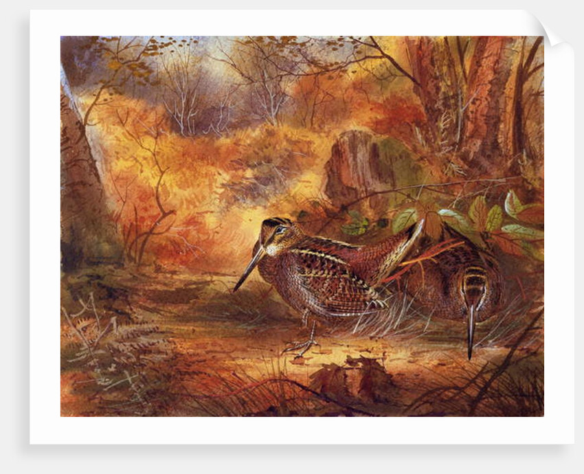 Woodcocks, c.1890 by English School