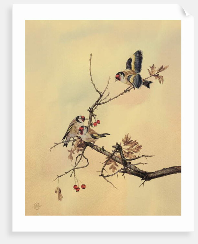 Goldfinches, c.1890 by English School