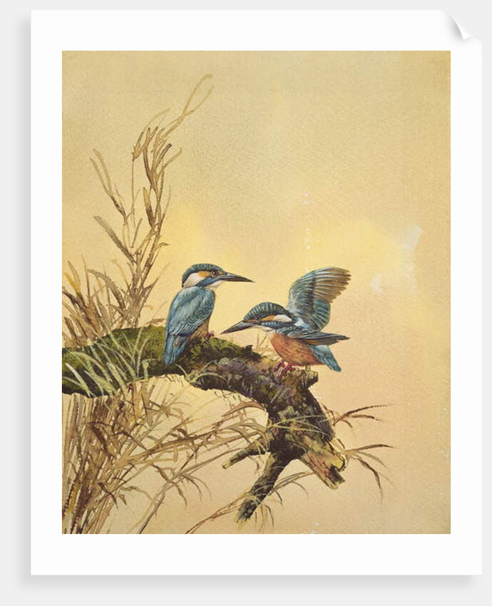 Kingfishers, c.1890 by English School