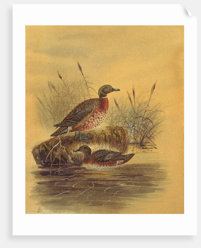 Two Ducks by a Reeded Bank, c.1890 by English School