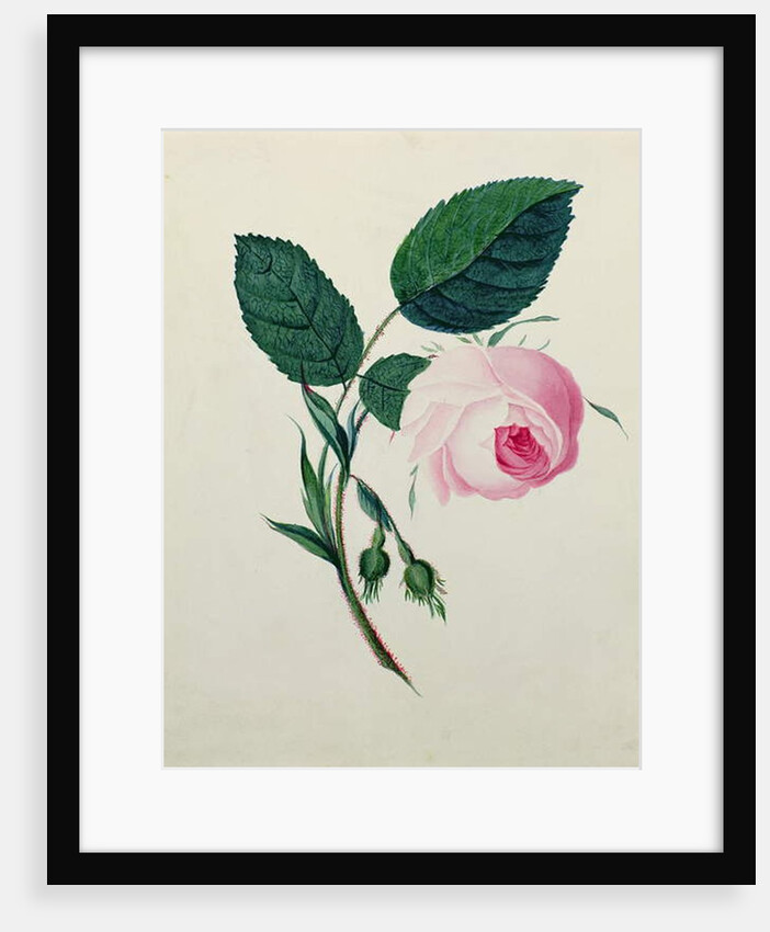 Study of a Pink Rose, c.1820 by English School