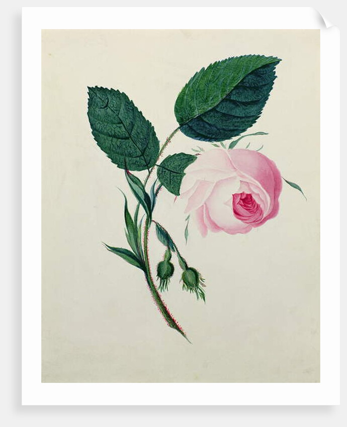Study of a Pink Rose, c.1820 by English School