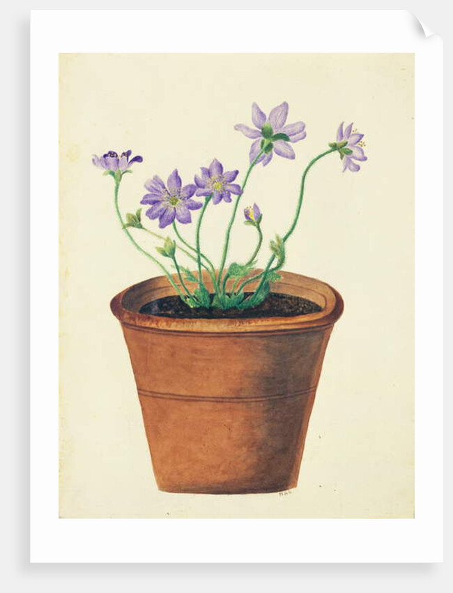 Purple Flowers in a Terracotta Pot, c.1825 by English School