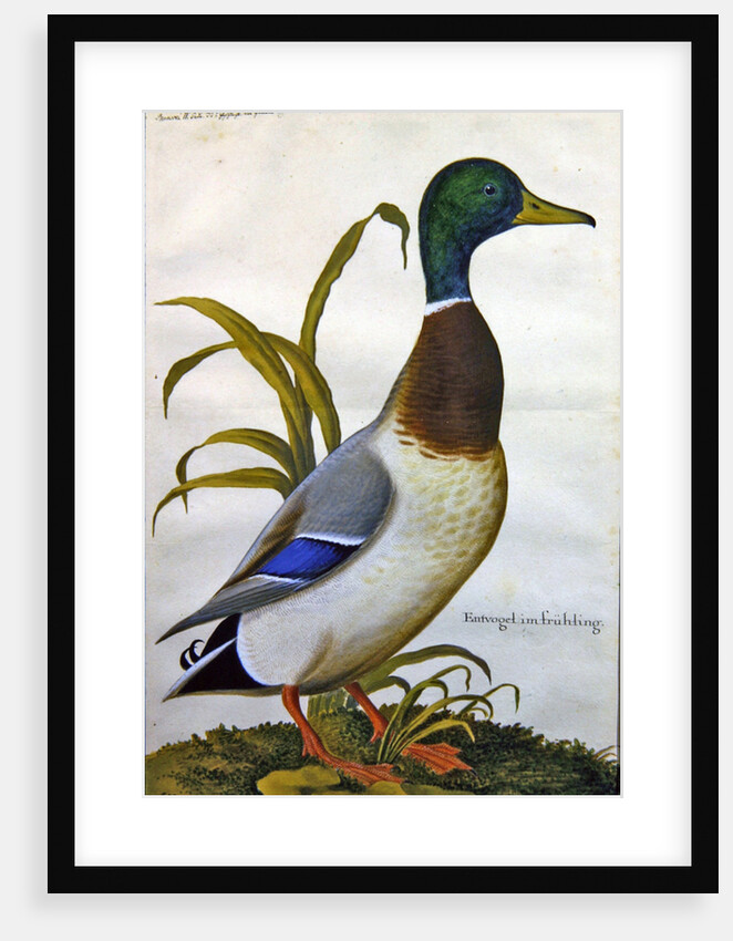 Study of a mallard duck, c.1790 by German School