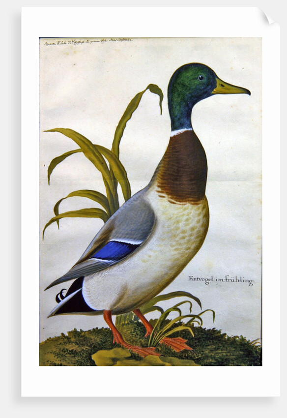 Study of a mallard duck, c.1790 by German School