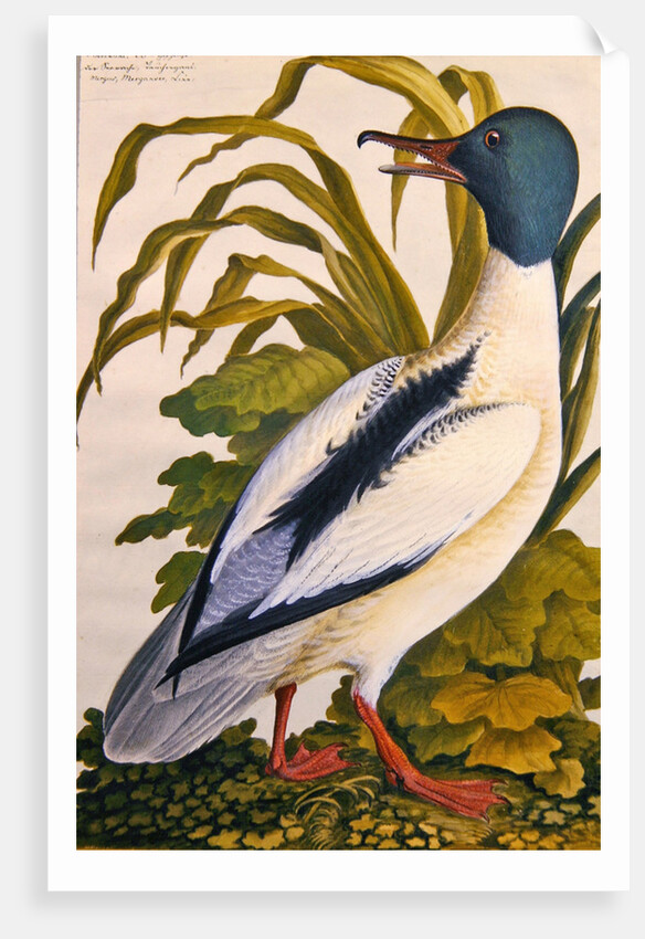 Study of a mallard duck, c.1790 by German School