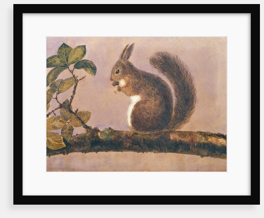 Study of a squirrel on a branch, c.1840 by English School