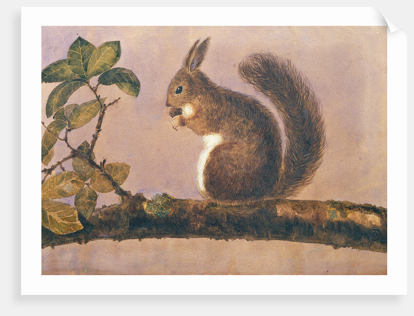 Study of a squirrel on a branch, c.1840 by English School
