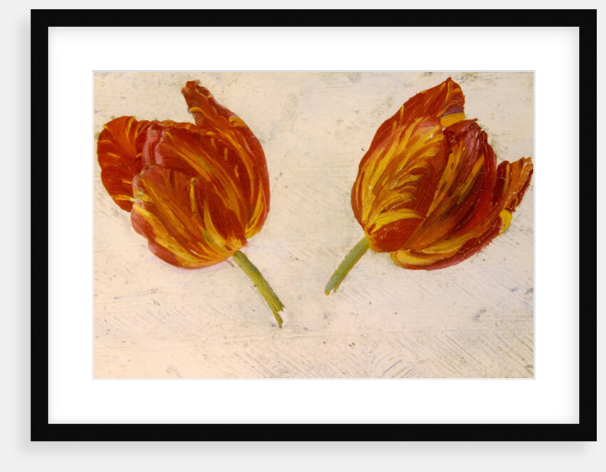 Studies of tulips, c.1830 by Dutch School
