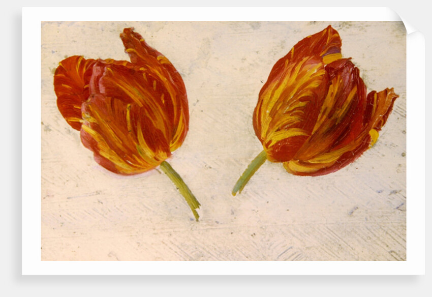 Studies of tulips, c.1830 by Dutch School