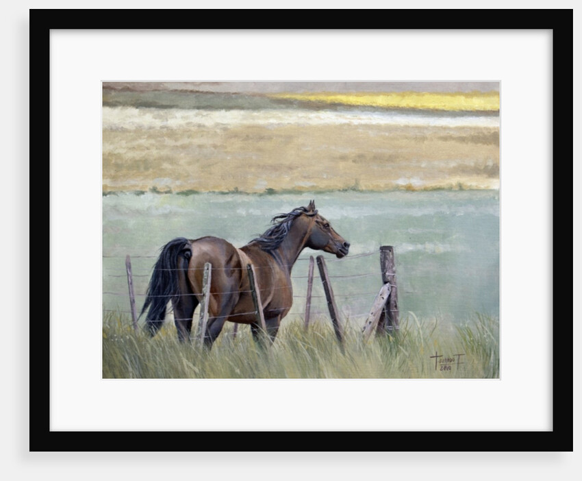 Dreams of Freedom, 2010 by Cruz Jurado Traverso