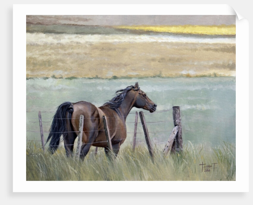 Dreams of Freedom, 2010 by Cruz Jurado Traverso