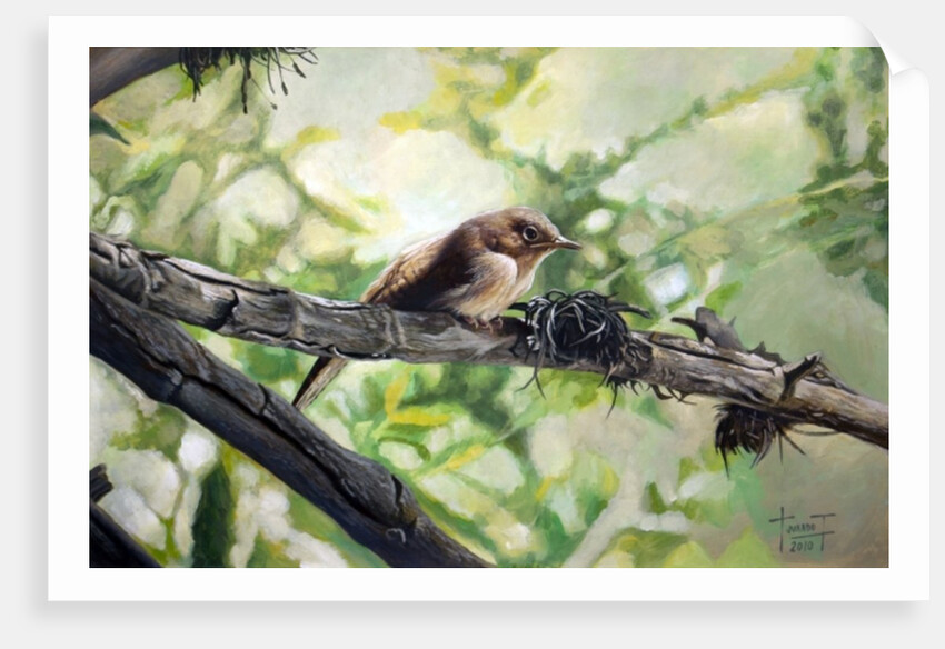 House Wren, the Harmonious Singing, 2010 by Cruz Jurado Traverso