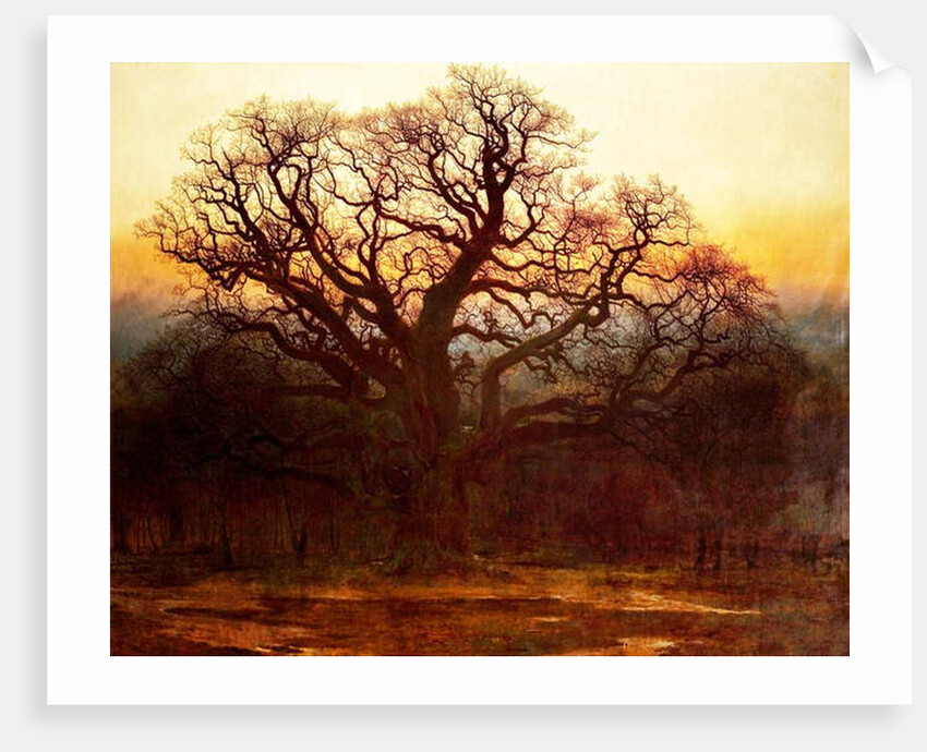 Major Oak, Sherwood Forest, Nottinghamshire, 1882 by Andrew MacCallum