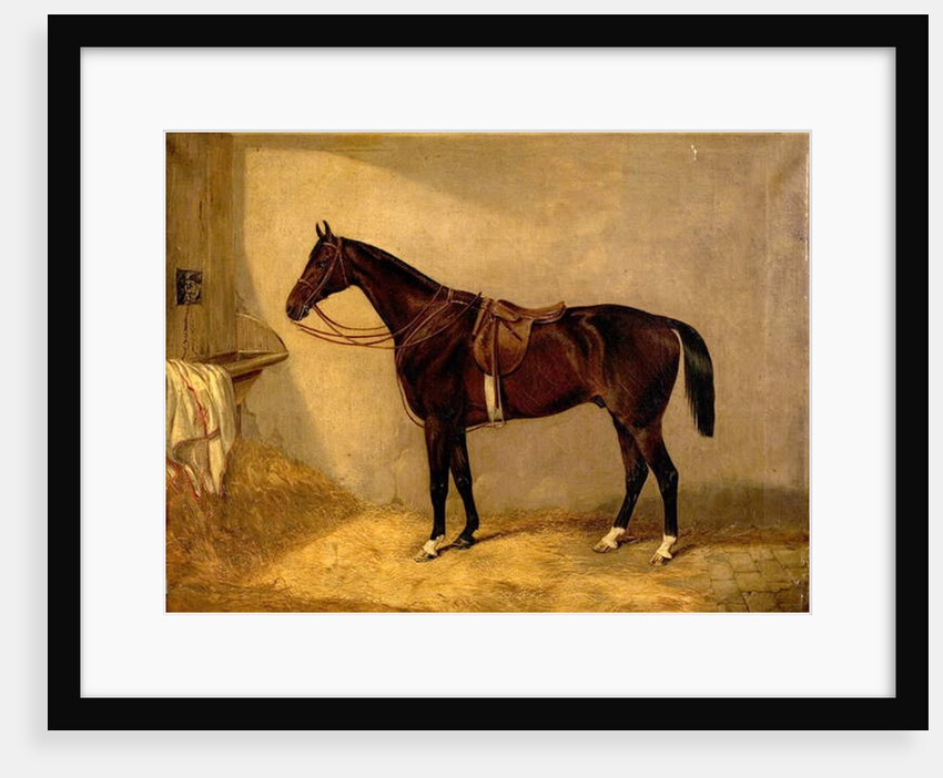 Portrait of the Horse, Which Belonged to Major Burton at the Balaclava Charge by Thomas W. Bretland