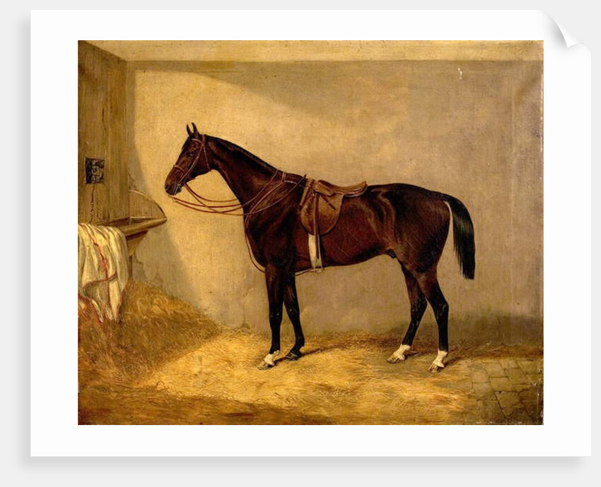 Portrait of the Horse, Which Belonged to Major Burton at the Balaclava Charge by Thomas W. Bretland
