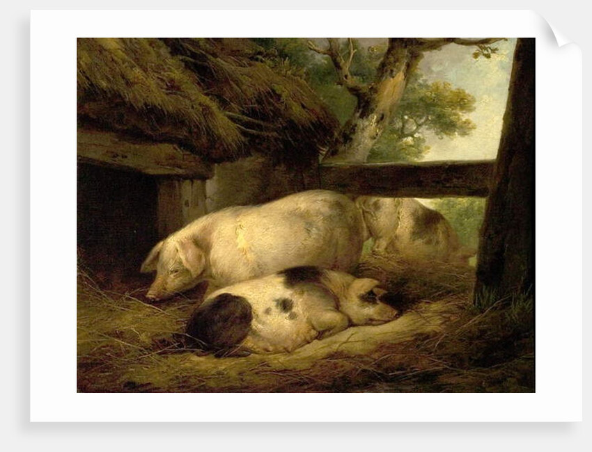 Study of Pigs by George Morland