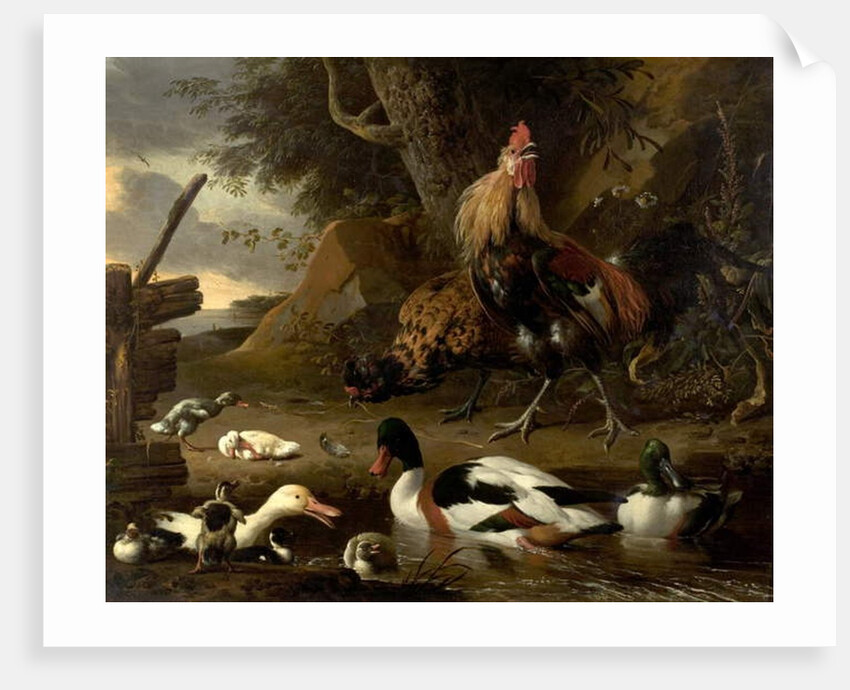 Two Fowls and Ducks on a Pond by Melchior de Hondecoeter
