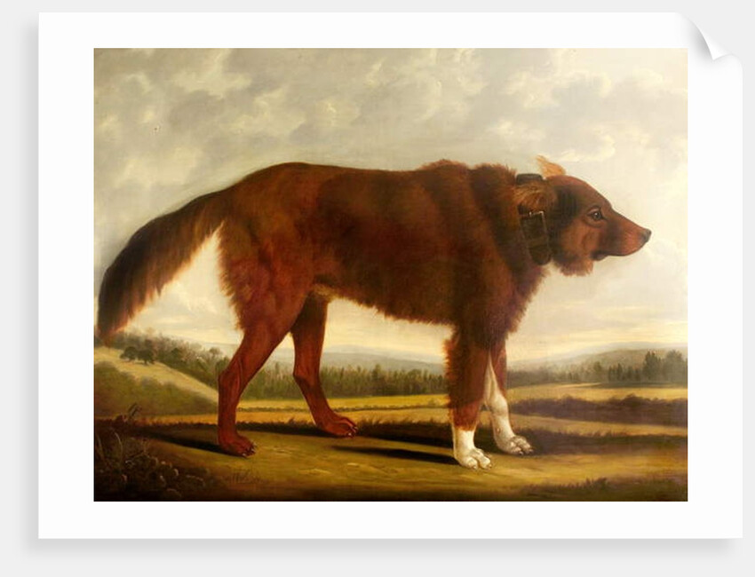 Lord Byron's Dog 'Lyon', 1808 by Clifton Tomson